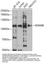 KDM4B Antibody