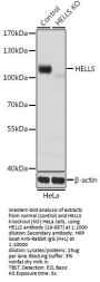 HELLS Antibody, KO Validated