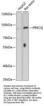 PRKCQ Antibody