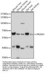 PRODH Antibody