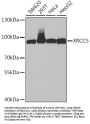 XRCC5 Antibody