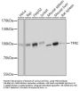 TFRC Antibody