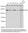 SND1 Antibody