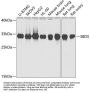 SBDS Antibody