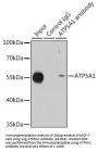 ATP5A1 Antibody