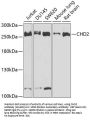 CHD2 Antibody