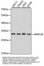MRPL28 Antibody