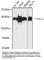 NOLC1 Antibody