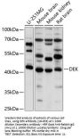 DEK Antibody