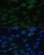EIF1AX Antibody