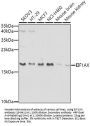 EIF1AX Antibody