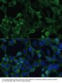 EIF1AX Antibody