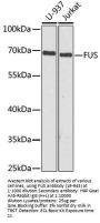 FUS Antibody, KO Validated