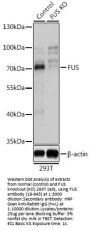 FUS Antibody, KO Validated