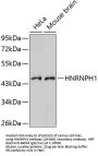 HNRNPH1 Antibody