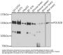 POLR2B Antibody
