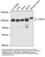 CSDE1 Antibody
