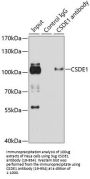 CSDE1 Antibody