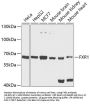 FXR1 Antibody