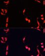 FXR1 Antibody
