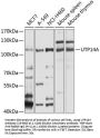 UTP14A Antibody