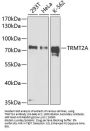 TRMT2A Antibody