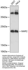 NHP2 Antibody