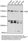 AQR Antibody