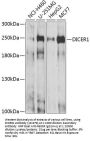 DICER1 Antibody