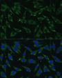 DICER1 Antibody
