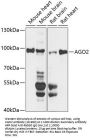 EIF2C2 Antibody