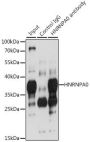 HNRNPA0 Antibody