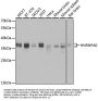 HNRNPA0 Antibody