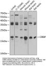 CIRBP Antibody