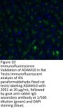 ADAM10 Antibody
