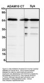 ADAM10 Antibody