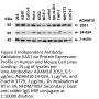 ADAM10 Antibody