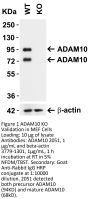 ADAM10 Antibody