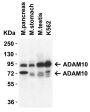 ADAM10 Antibody