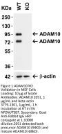 ADAM10 Antibody