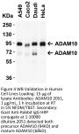 ADAM10 Antibody