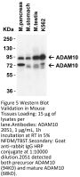 ADAM10 Antibody