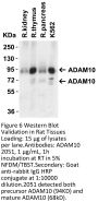 ADAM10 Antibody