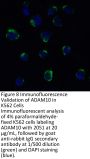ADAM10 Antibody