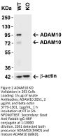 ADAM10 Antibody