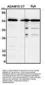 ADAM10 Antibody