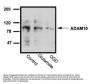 ADAM10 Antibody