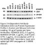 ADAM10 Antibody