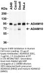 ADAM10 Antibody