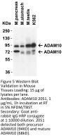 ADAM10 Antibody